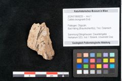 Foto (Objekt + Etikett) von Callitris brongniartii Endl. (NHMW-GEO-2024-0188-8220)